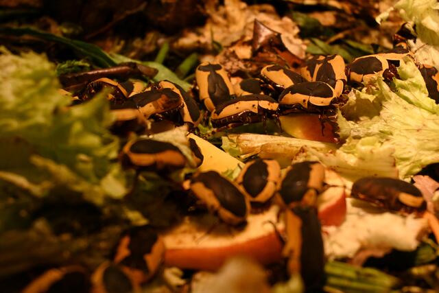 In der Biologischen Lehrsammlung gibt es auch Insekten wie den Rosenkäfer zu sehen. | Foto: Tobias Lange