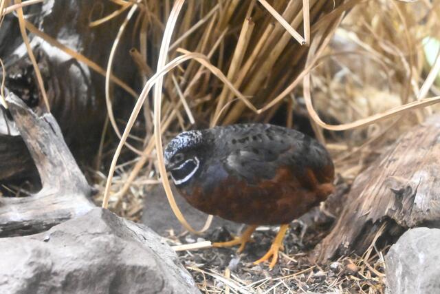 Der einzige Warmblüter der Lehrsammlung an der Uni Konstanz: eine Zwergwachtel. | Foto: Tobias Lange