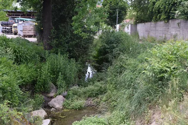 Der Gießwiesengraben im Gewerbegebiet Gießwiesen verläuft teilweise zwischen den Straßen Obere Gießwiesen und Untere Gießwiesen und ist größtenteils zugewachsen. | Foto: Tobias Lange