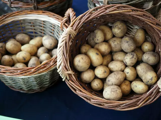 Die Duchtlinger Härdöpfel ist nicht nur eine wichtige Anbauquelle der Hilzinger Landwirtschaft, sondern hat mittlerweile weit über die Gemeindegrenzen hinaus große Beliebtheit erlangt. | Foto: Oliver Fiedler/Archiv