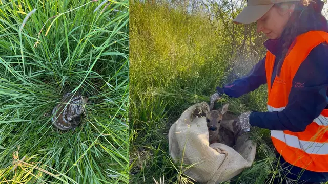 Selbst von einigen Metern sind sie kaum zu sehen: So finden die Rehkitzretter die Jungtiere vor. Rechts packt Fabienne Weber eines der Rehkitze vorsichtig mit Gras in einen Jutesack.  | Foto: Reh-Rettung Hegau-Bodensee