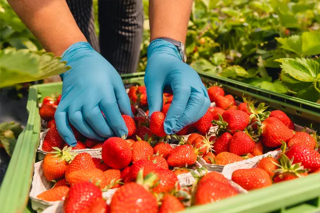 Süß und lecker: frisch gepflückte Erdbeeren. Die Arbeit, die hinter der Erdbeerernte steckt, ist allerdings hart, sagt die Agrar-Gewerkschaft IG BAU Südbaden. Sie appelliert an die Landwirte im Kreis Konstanz, auf faire Löhne und anständige Unterkünfte für Erntehelfer zu achten | Foto: IG BAU | Florian Göricke