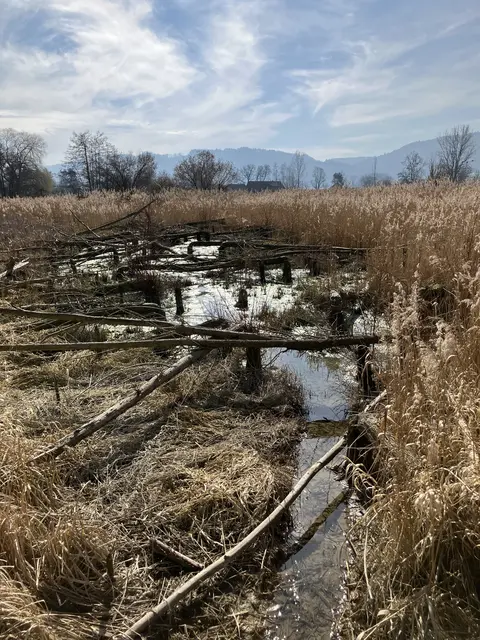 Am Eisweiher im Stockacher Ortsteil Espasingen entsteht ein Biotop für Mensch und Natur. | Foto: Stadt Stockach