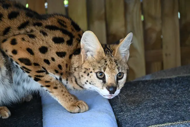 In Hohenfels finden Wildkatzen aus schlechter Haltung eine neue Heimat. Im Bild zu sehen ist ein Serval. Mehr dazu gibt es in der ARTE-Doku am kommenden Freitag zu sehen. | Foto: Anja Kurz