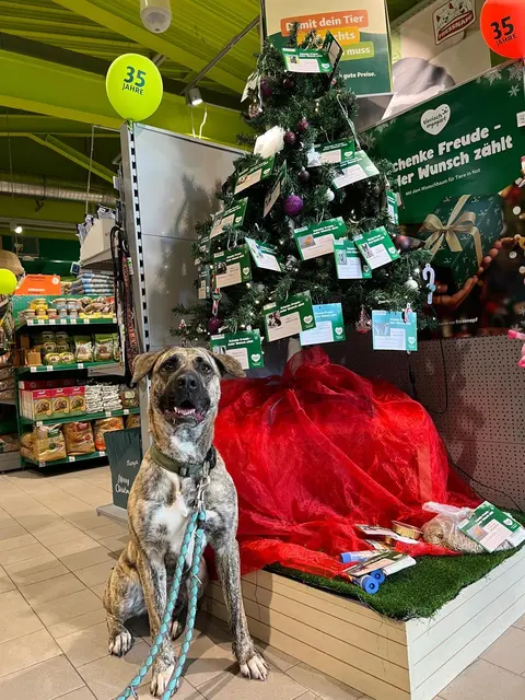 Kürzlich wurde der Weihnachtsbaum mit Wünschen der Tiere des Tierheims Radolfzell aufgestellt. Hund Fanta (im Bild) war dabei mit von der Partie. | Foto: Tierheim Radolfzell
