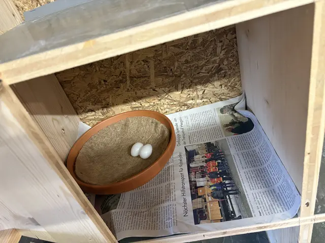 In dem Nistplatz können die Tauben ihre Nester bauen und Eier ablegen. Diese werden dann durch Gipseier ersetzt. Die Brutplätze werden auch regelmäßig gereinigt. | Foto: Tobias Lange