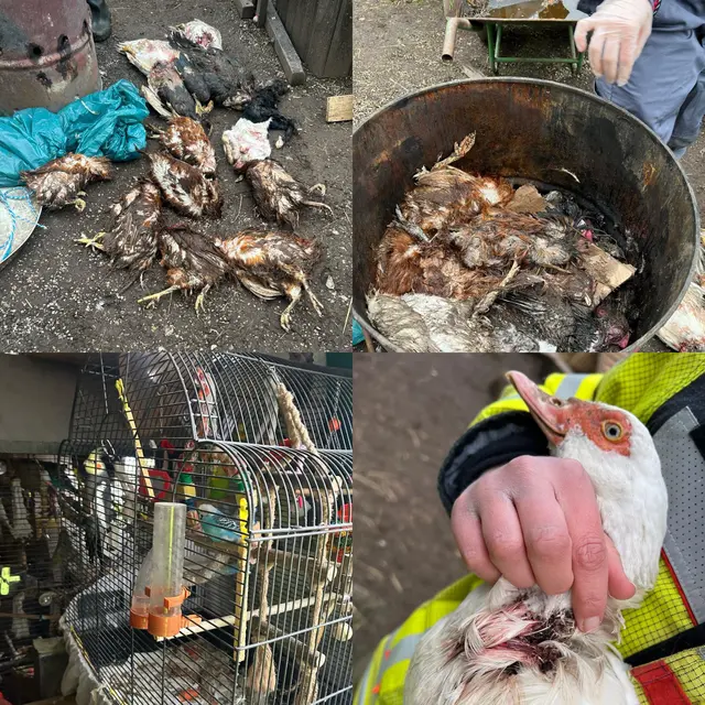 Bilder, die sprachlos machen. Enten, Gänse, Wachteln, Ziervögel, Hühner und weitere Tierarten fanden die Einsatzkräfte tot oder verwahrlost in der Tierhaltung im Hegau | Foto:  Pressestelle Tierrettung Südbaden