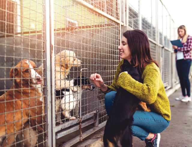 Tierheime suchen häufig Freiwillige, die zum Beispiel mit den Hunden dort spielen oder Gassi gehen. | Foto: hedgehog94 - stock.adobe.com