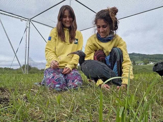 Die Ziehmütter Eszter Bajka (links) und Fabienne Tilg zusammen mit Kobold, dem ersten flügge gewordenen Waldrapp der Aufzuchtsaison 2026 in Binningen. | Foto: Waldrappteam