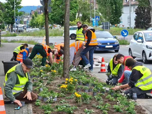 Die zwölf angehenden Gärtnerinnen und Gärtner bei der Arbeit: Sie pflanzen 1.200 Stauden, eine Staude für jedes Jahr des Jubiläums. | Foto: Stadt Radolfzell