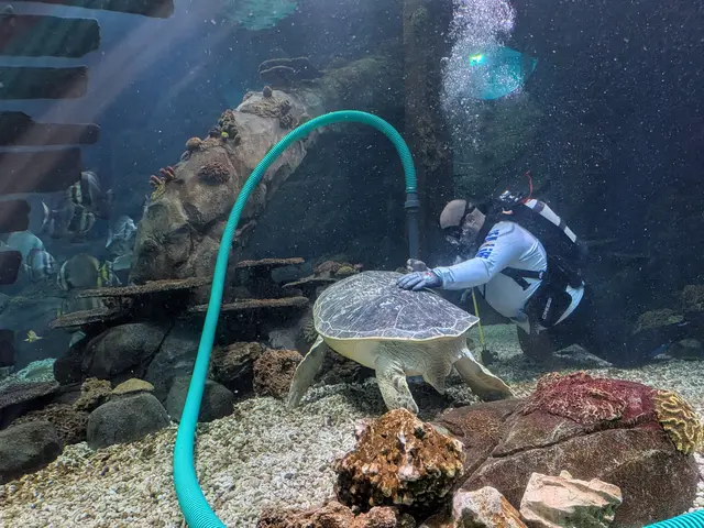 David Garcia streichelt die grüne Meeresschildkröte Cammy, während er den Boden des Aquariums mit der Mulmglocke säubert. | Foto: Sebastian Ridder