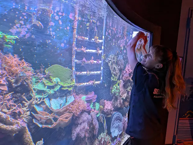 Lena Seidel zeigt, wie die Fensterscheiben der Aquarien gesäubert werden. Das Sealife Konstanz nutzt dafür Magneten, die Kraft beim Putzen erfordern. | Foto: Sebastian Ridder