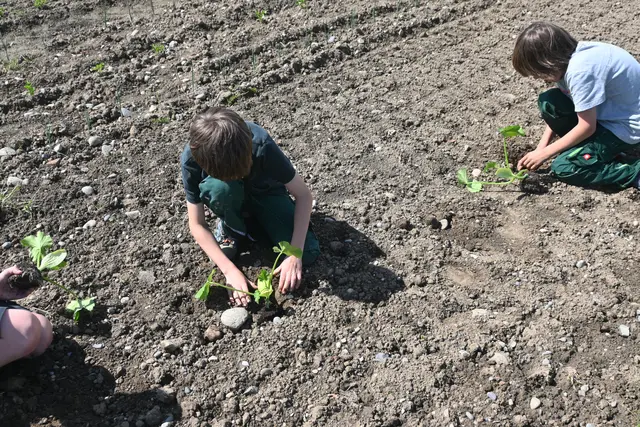Hier werden Kürbisse angepflanzt. Dadurch sollen die Kinder beim Lernort Moosfeld ein besseres Bewusstsein für die Natur gewinnen. | Foto: Juleda Kadrija