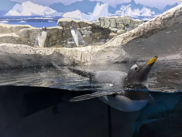 Auch nach der Reinigung bleiben die Fenster im Pinguinbecken nicht trocken. Dafür springen und spielen die Tiere im Sealife Konstanz zu gerne in ihrem Bereich. | Foto: Sebastian Ridder