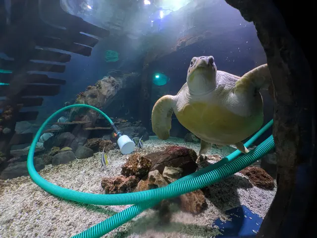 Die grüne Meeresschildkröte Cammy ist neugierig, wenn ihr Aquarium geputzt wird. Kurator David Garcia benutzt eine Mulmglocke, um den Boden des Ozeantunnels zu reinigen.  | Foto: Sebastian Ridder