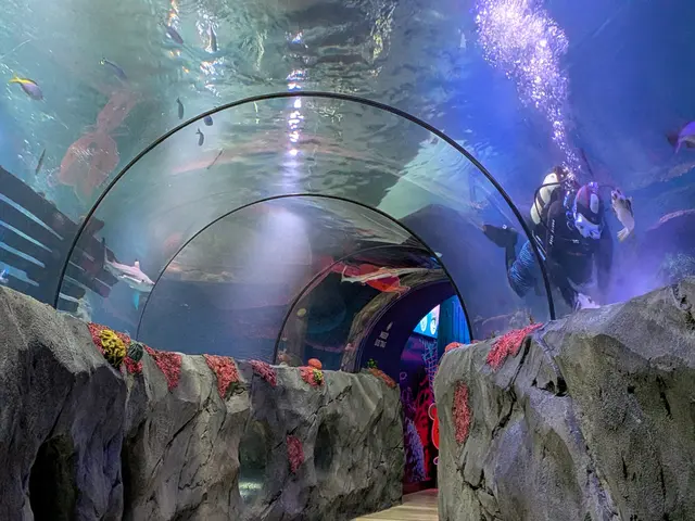 Der Aquarist Dennis Arndt reinigt den Ozeantunnel zwischen einem Kugelfisch und einem Hai auf der anderen Seite. Neben dem Tunnel gibt es zwölf weitere Bereiche, die das Aquaristenteam um David Garcia betreuen. | Foto: Sebastian Ridder