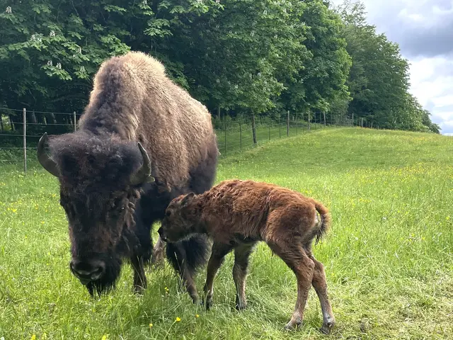 Im Euter der Mutterkuh wartet die für das Immunsystem des Kälbchens äußerst wichtige Erstmilch (Kolostralmilch), die wichtige Stoffe für das Immunsystem des Kleinen enthält.  | Foto: Steffen Hoschka