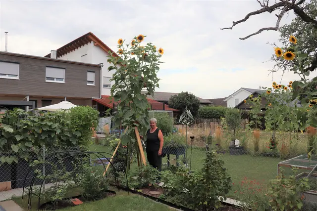 So eine Blume ist Annemarie Siegert noch nie gelungen. Sie steht Model zum Größenvergleich zu der knapp vier Meter großen Sonnenblume. | Foto: Sebastian Ridder