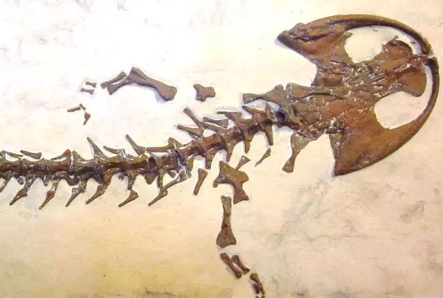 Das Fossil des heute unter dem wissenschaftlichen Namen Andrias scheuchzeri bekannte Riesensalamanders wurde 1726 entdeckt. Anlässlich des Jubiläums gibt es ein Symposium in Wangen. | Foto: Förderverein Museum Fischerhaus