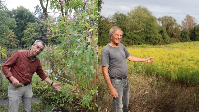 Invasive Arten im Zuchtgarten und einmal in der Natur. Links zeigt der Leiter des Botanischen Gartens der Universität Konstanz, Gregor Schmitz, den dort angelegten Lehrpfad zu invasiven Pflanzenarten. Rechts zeigt der Kreisvorsitzende des BUND, Eberhard Koch, die riesige Ausbreitung der invasiven Riesen-Goldrute kurz vor Gottmadingen.  | Foto: Sebastian Ridder