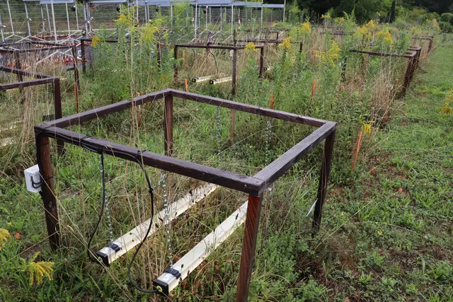 An der Universität Konstanz wird aktuell untersucht, wie die Riesengoldrute einheimischen Arten Sonnenlicht stiehlt durch verschiedene Feldbestückungen, die teils extra beleuchtet werden.  | Foto: Sebastian Ridder