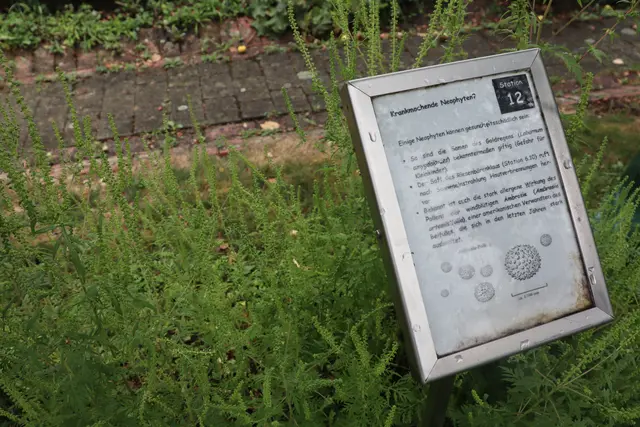 DIe Ambrosie an der Station der krankmachenenden Neophyten im Botanischen Garten der Universität Konstanz. | Foto: Sebastian Ridder