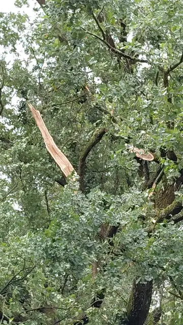Baumschäden, wie hier in Singen sorgen weiterhin für Gefahren für Spaziergänger in Wald- und Parkanlagen. | Foto: Feuerwehr Singen