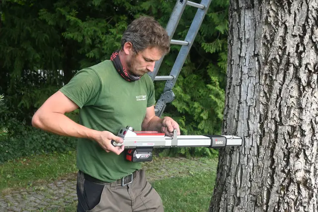 Mit dem Resistographen bohrt Maximilian Kasper an unterschiedlichen Stellen des Baumes, um das Holz auf Schäden und Höhlungen zu untersuchen. | Foto: Philipp Findling