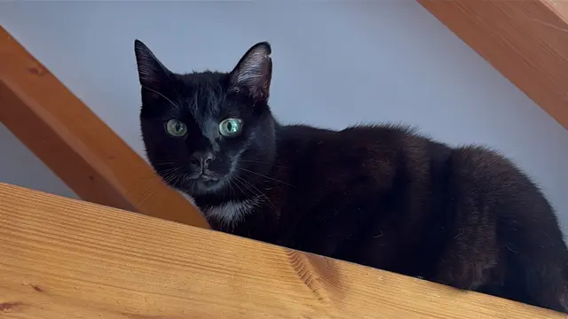 Die Stadtverwaltung Singen warnt vor einem möglichen Ausbruch der Katzenseuche in der Südstadt. Das Virus kann auch über Gegenstände und Kleidung in die Wohnung gelangen und so reine Hauskatzen befallen. | Foto: Tobias Lange