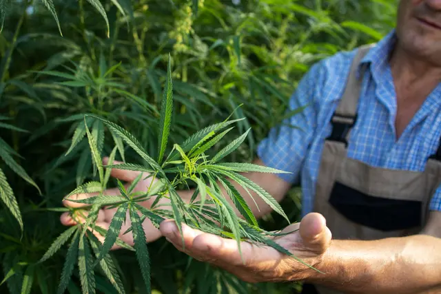 Foto: https://www.magnific.com/free-photo/growing-cannabis-hemp-plants-alternative-medicine_11135356.htm