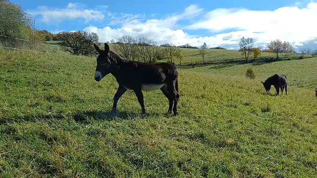 Foto: VA